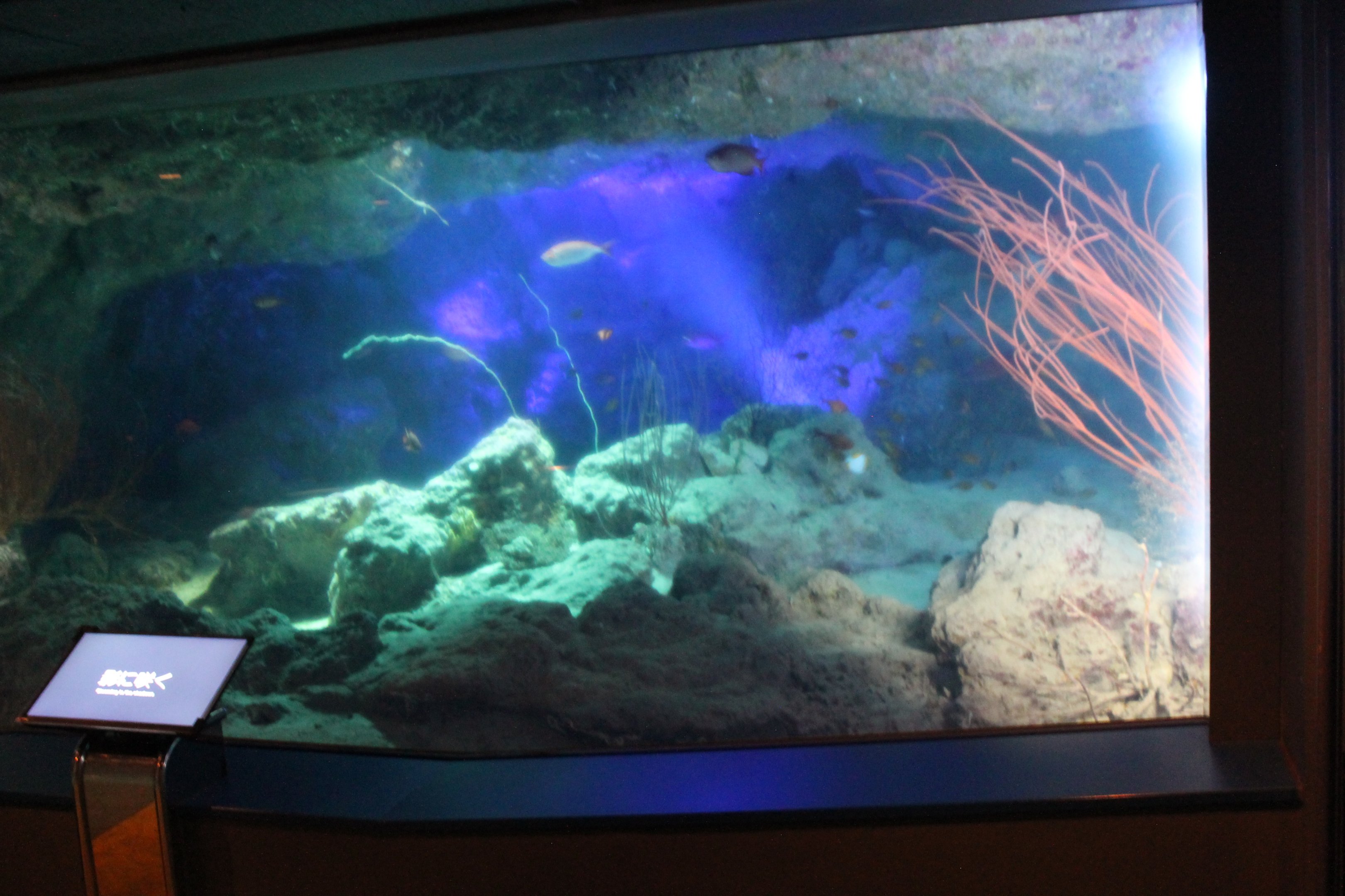 Sea Whip (Ellisella sp.) tank