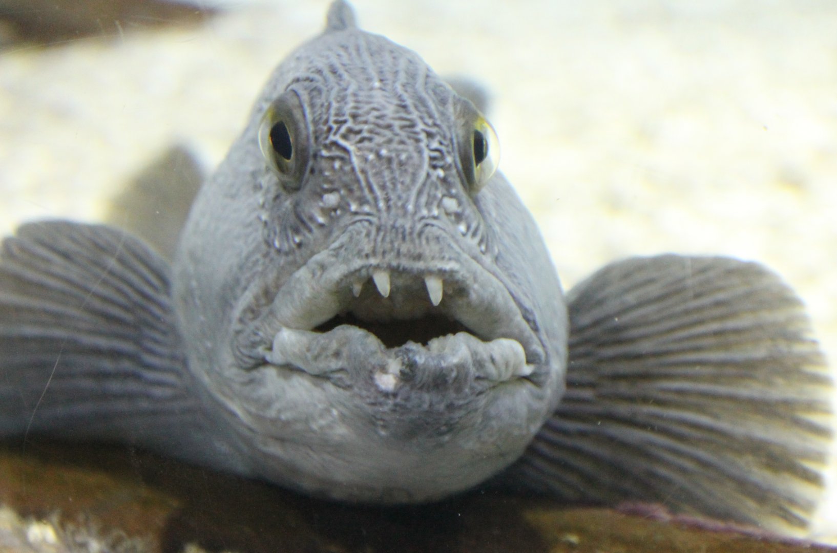 Sea-wolf - Anarhichas lupus