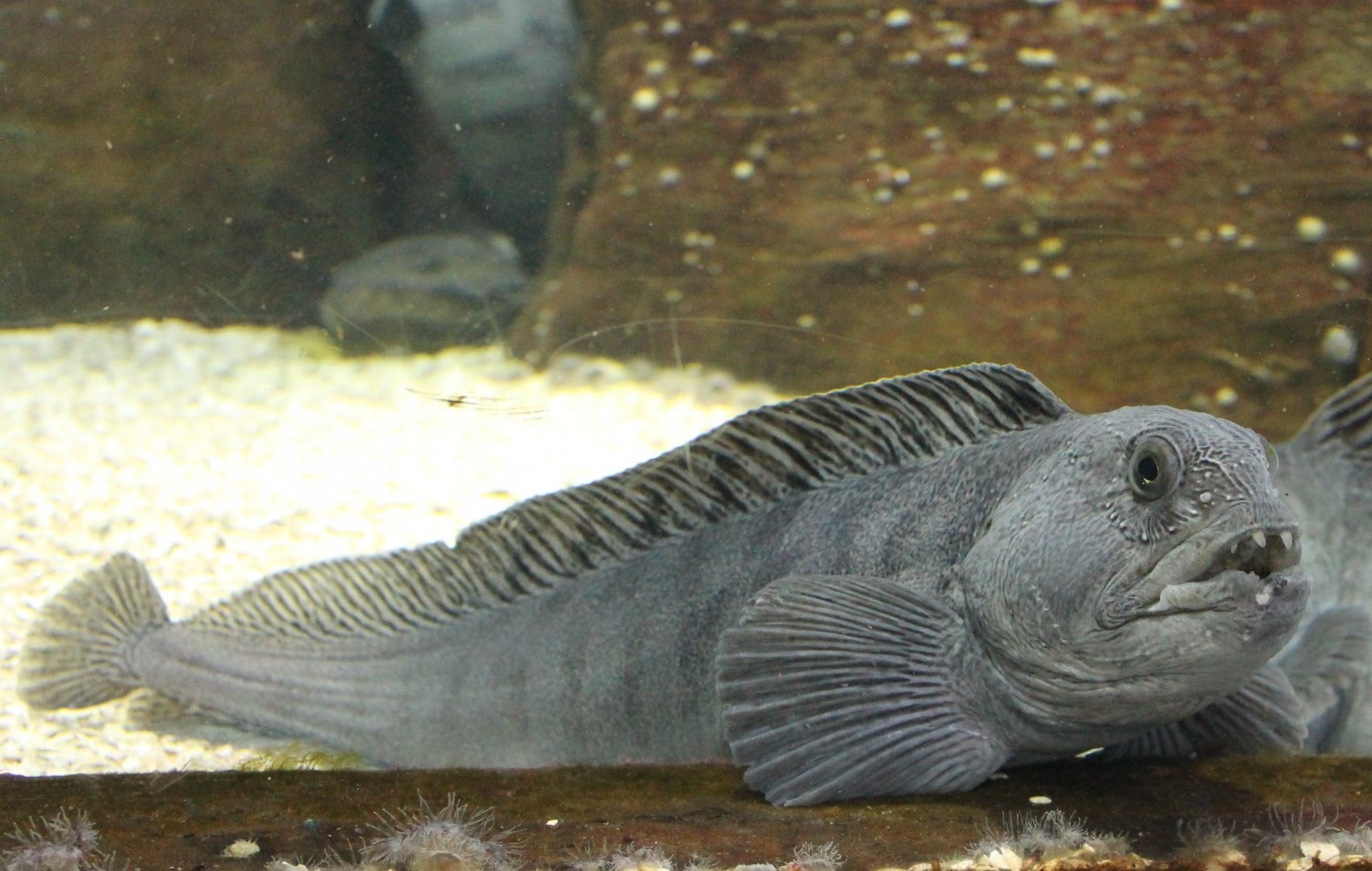 Sea-wolf - Anarhinus lupus