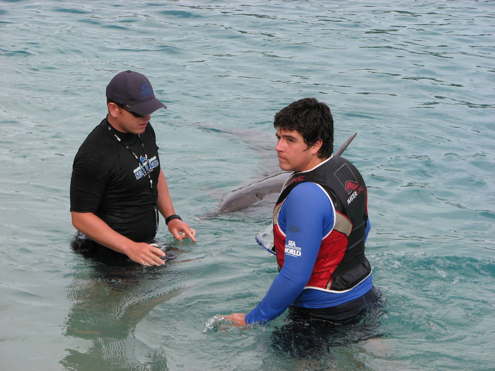 Sea World Gold Coast - Dolphin encounter