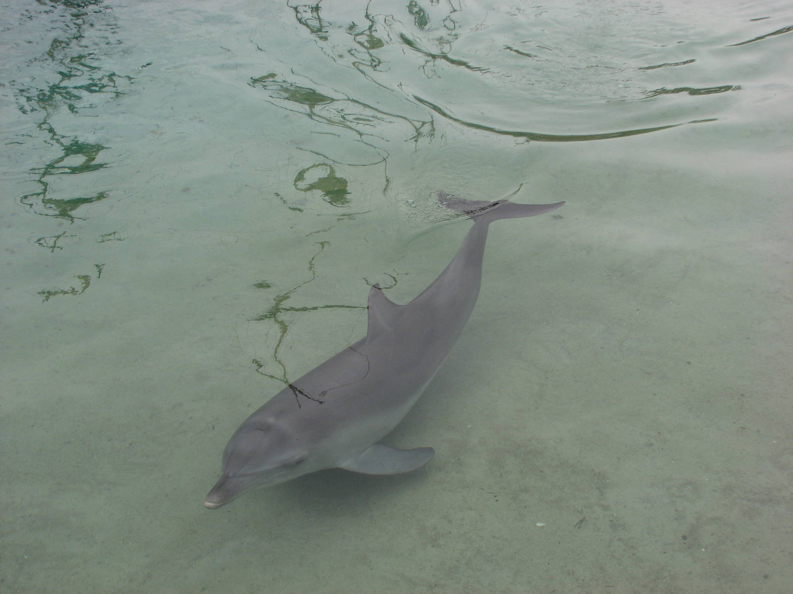 Sea World Gold Coast - Dolphin