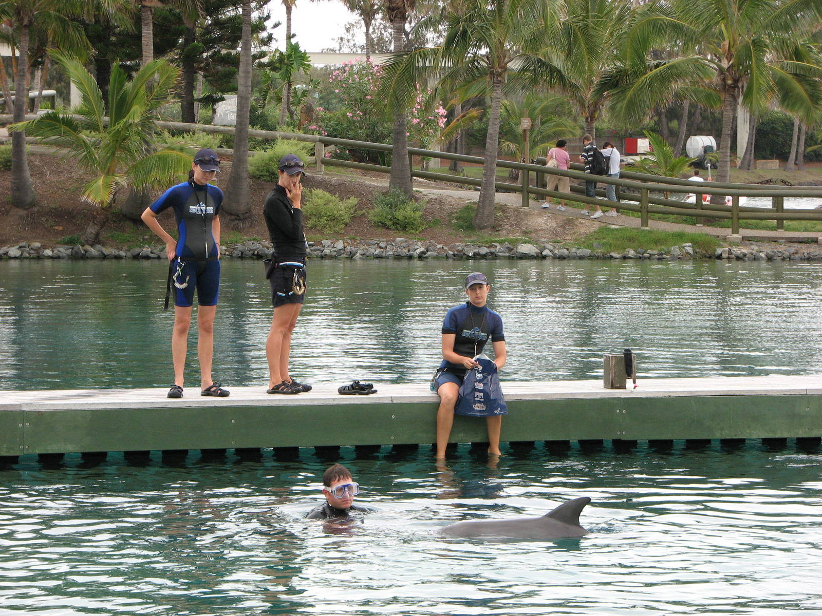Sea World Gold Coast - Dolphins with trainers
