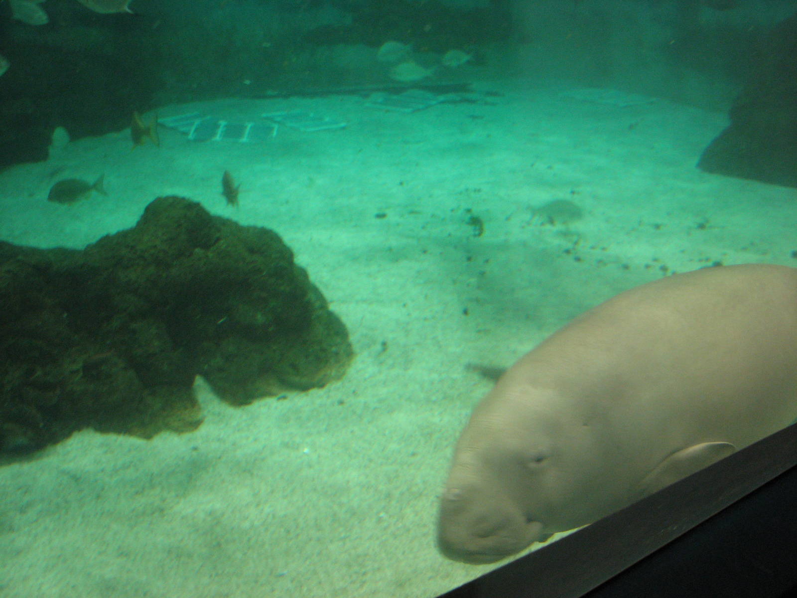 Sea World Gold Coast - Dugong swimming