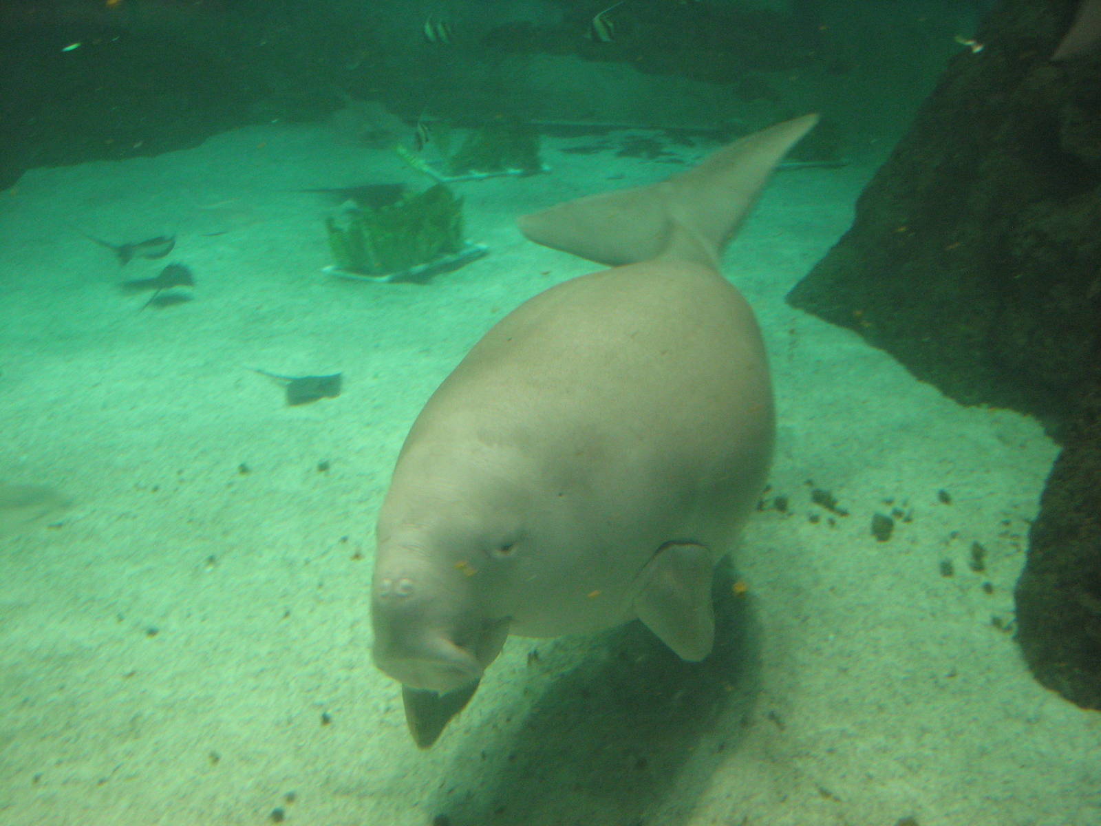 Sea World Gold Coast - Dugong