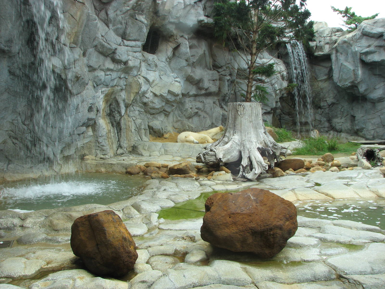 Sea World Gold Coast - Polar Bear exhibit