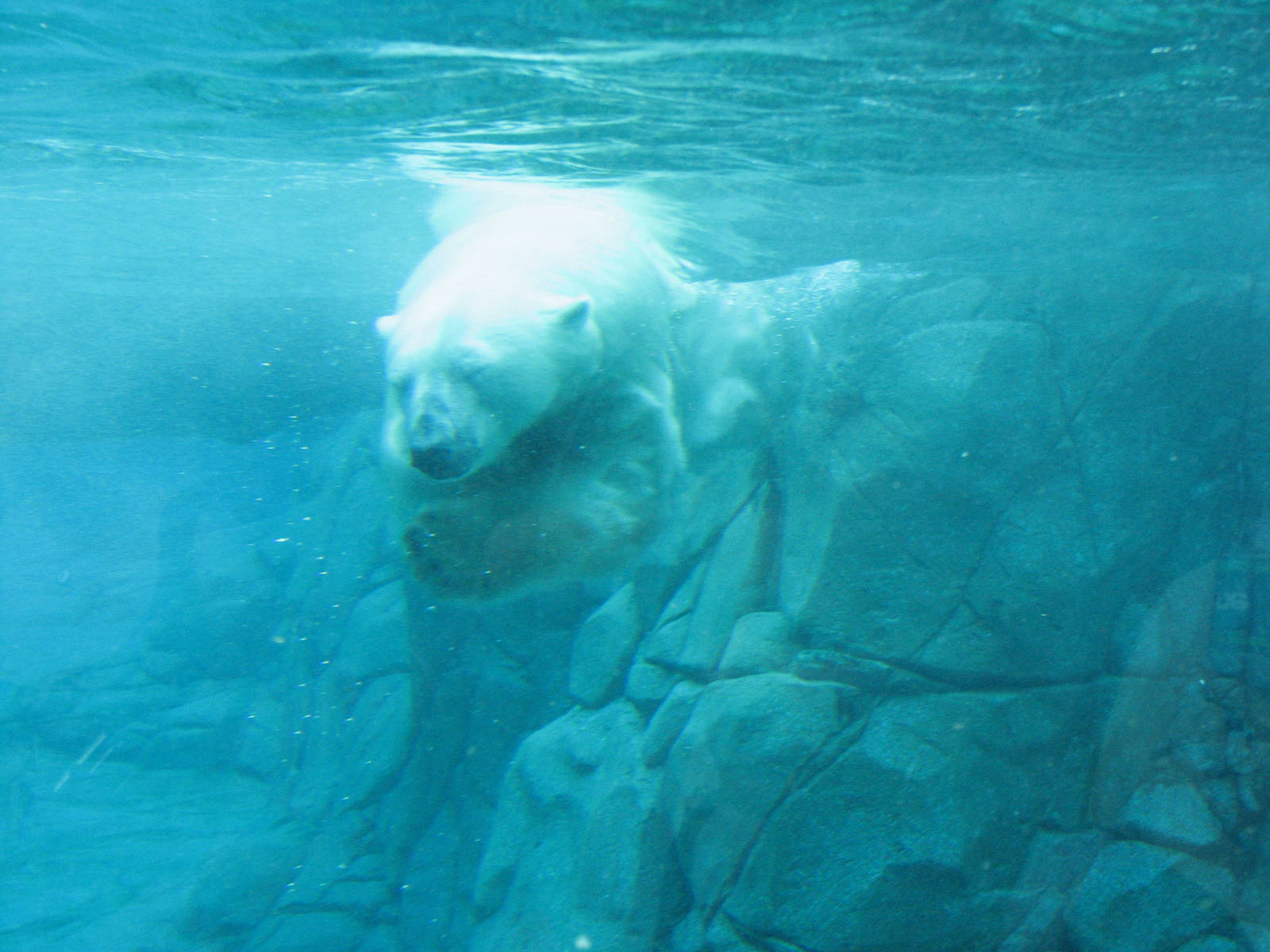 Sea World Gold Coast - Polar Bear underwater