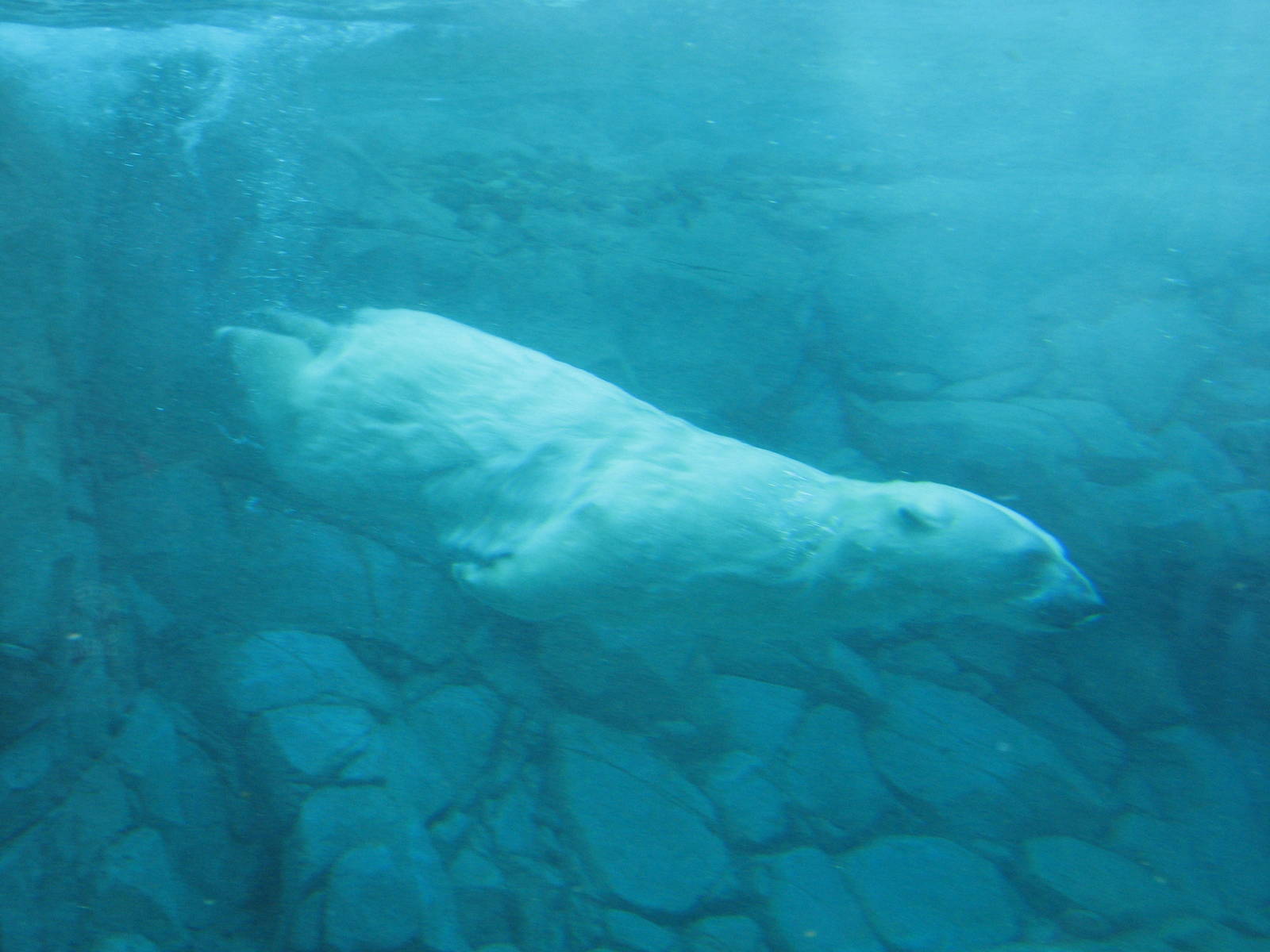 Sea World Gold Coast - Polar Bear underwater