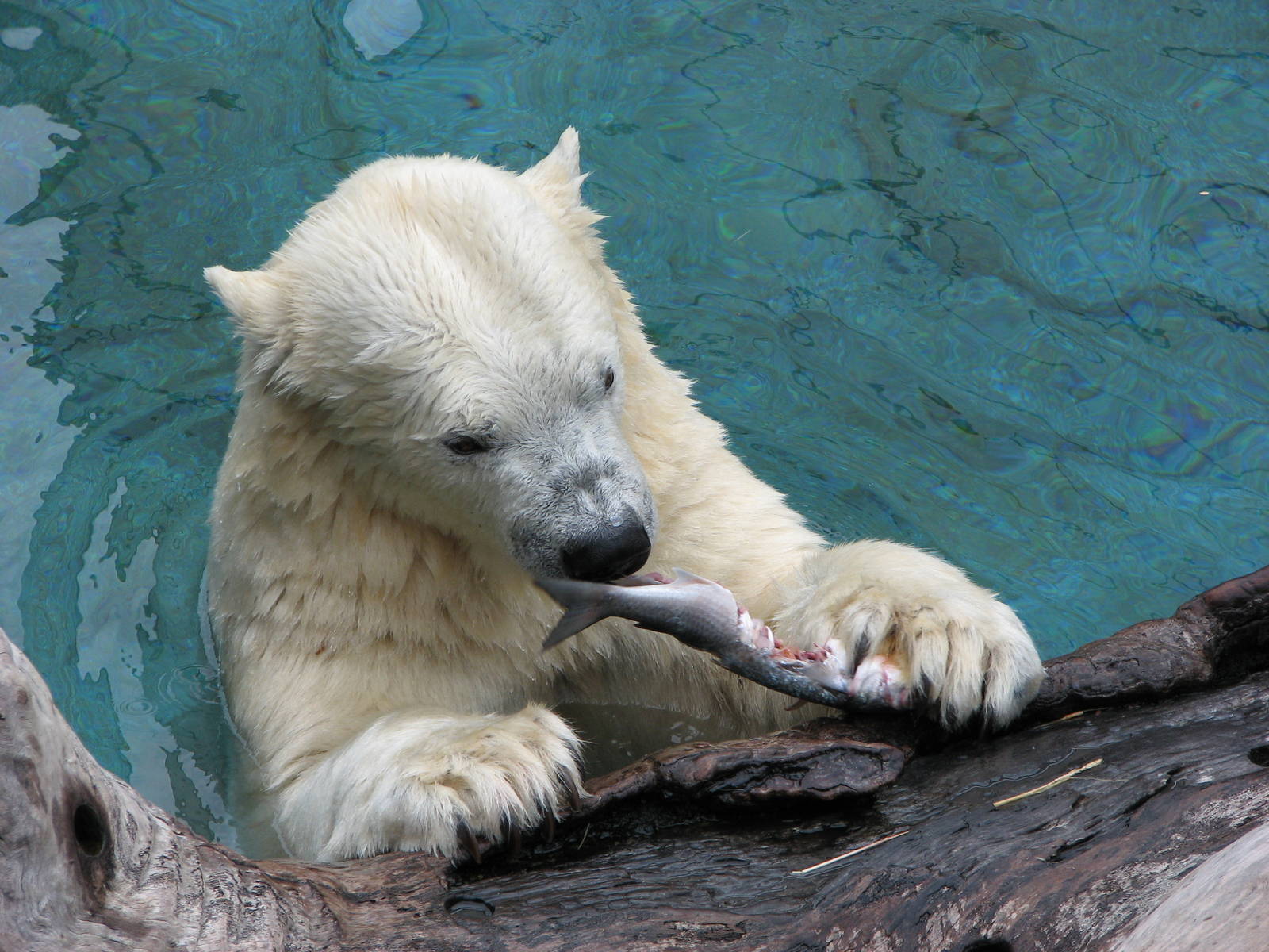 Sea World Gold Coast - Polar Bear