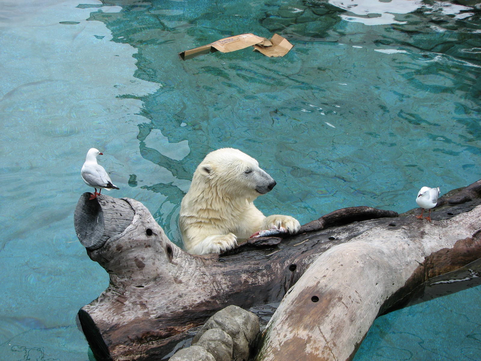 Sea World Gold Coast - Polar Bear