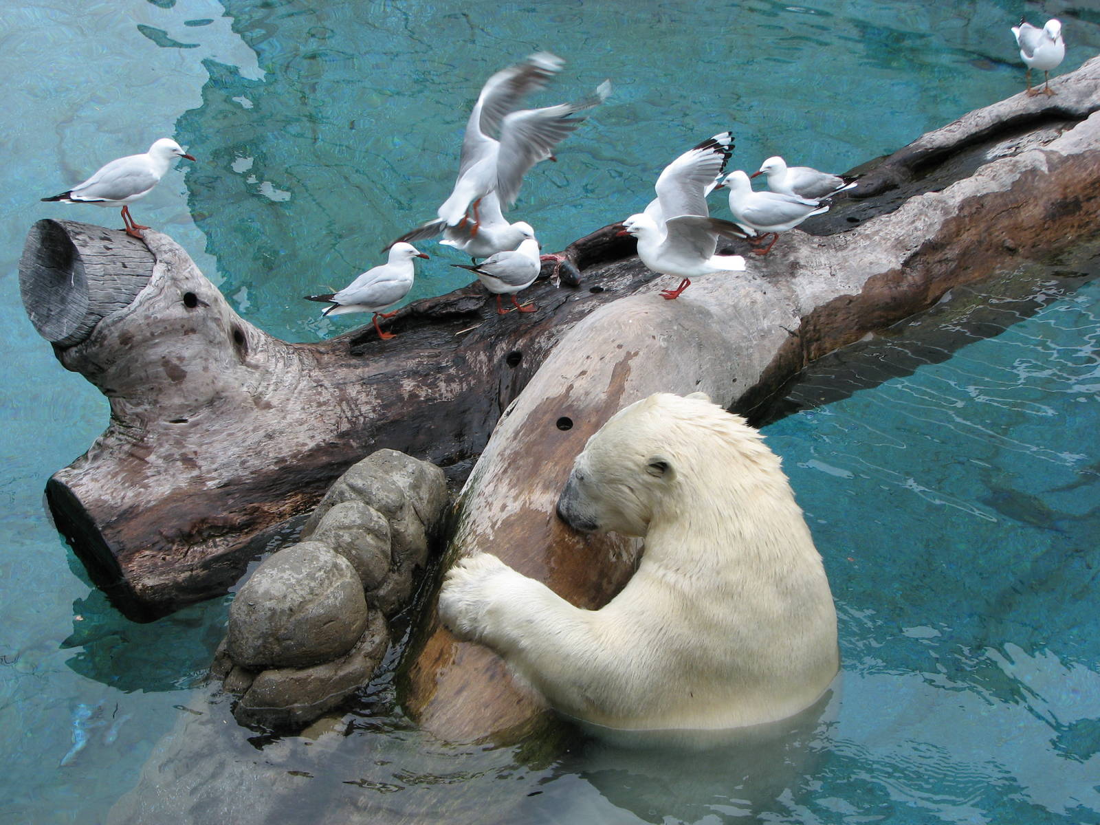 Sea World Gold Coast - Polar Bear