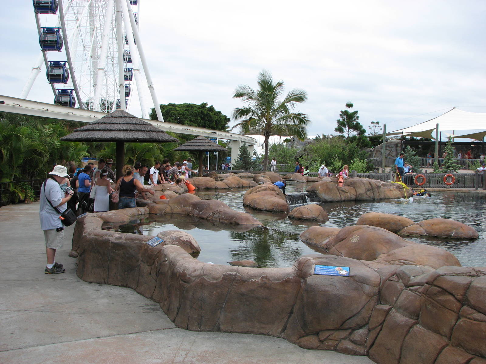 Sea World Gold Coast - Ray Pool