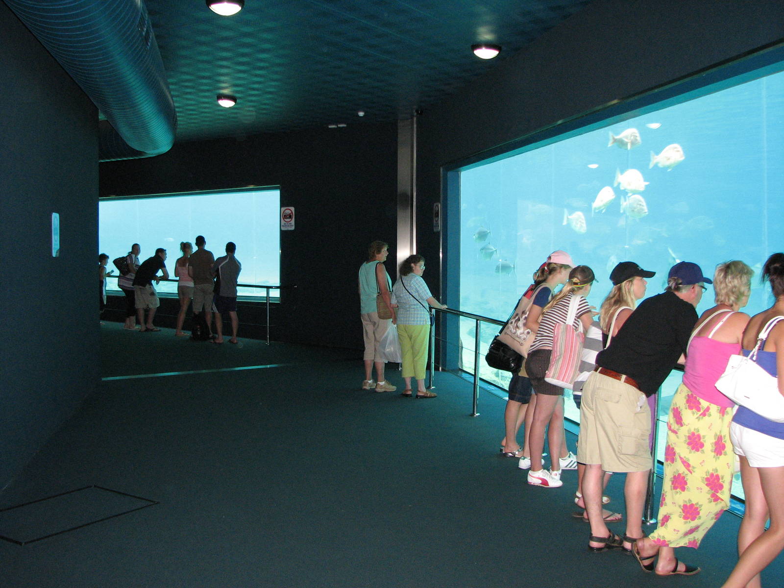 Sea World Gold Coast - Underwater viewing