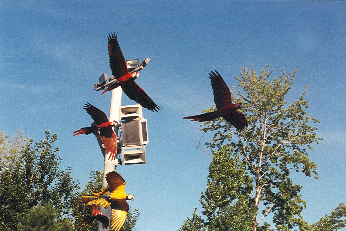 Sea World Ohio - 1999: Bird Show