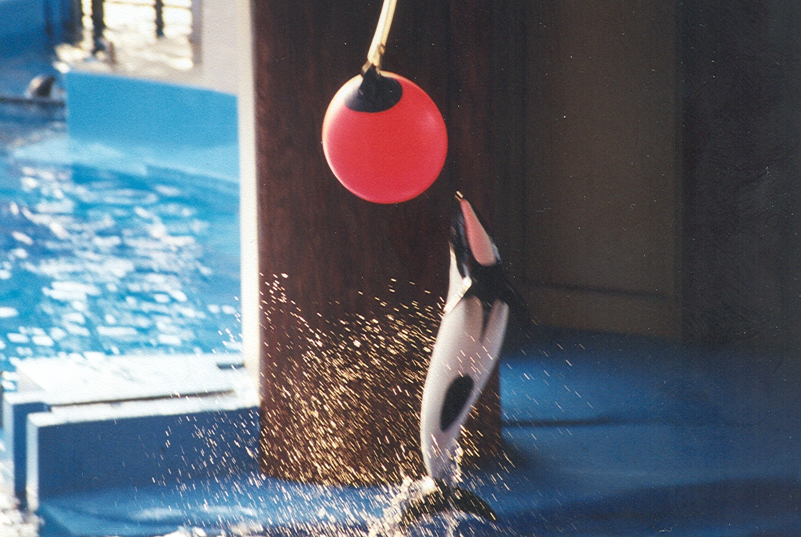 Sea World Ohio - 1999: Commerson's Dolphin in a Show