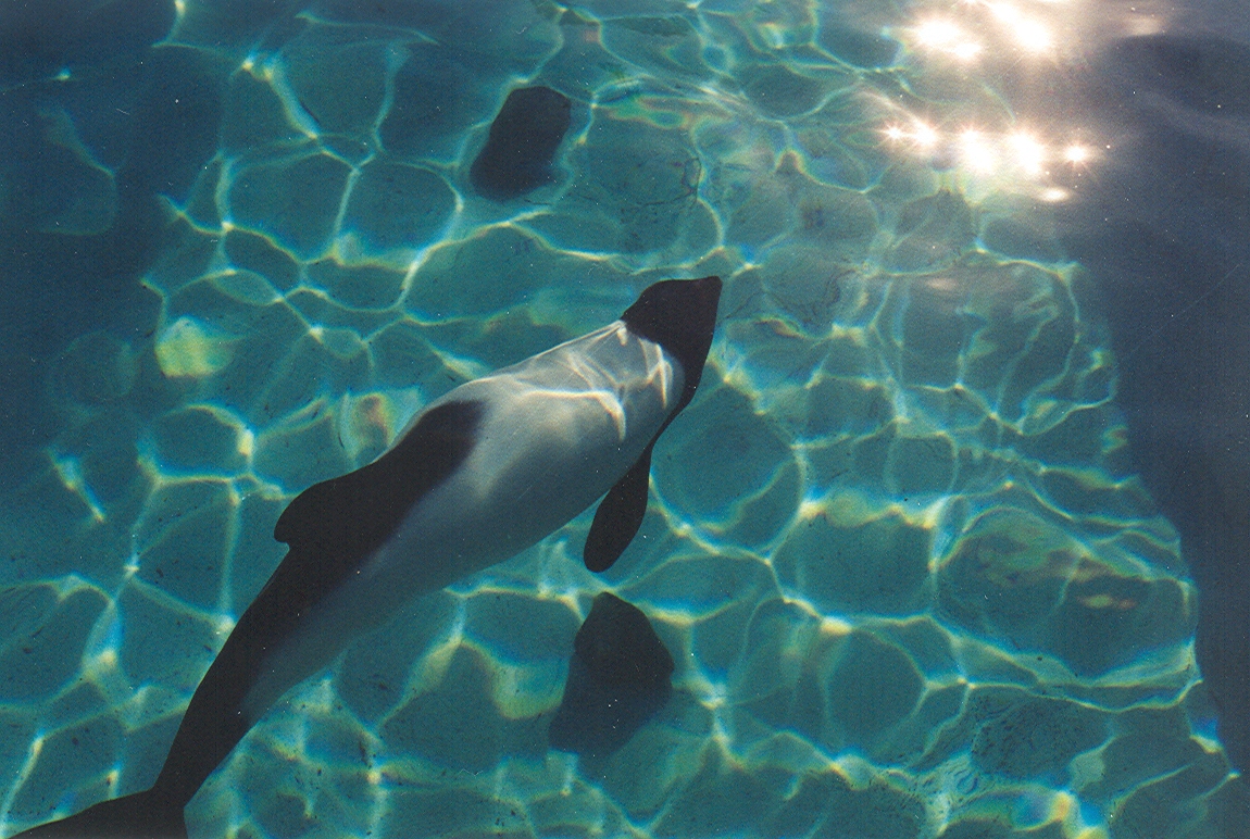 Sea World Ohio - 1999: Commerson's Dolphin