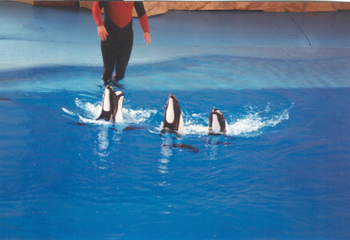 Sea World Ohio - 1999: Commerson's Dolphins in a Show