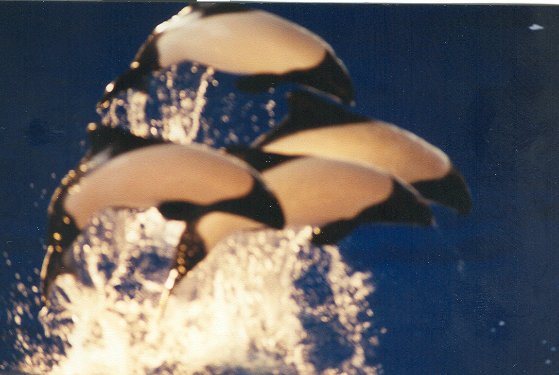 Sea World Ohio - 1999: Commerson's Dolphins in a Show