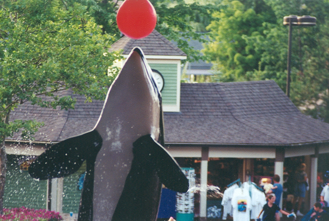 Sea World Ohio - 1999: Orca in a Show