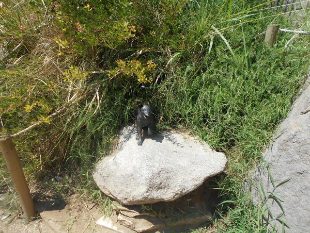 sea_lion_fox_interpretive