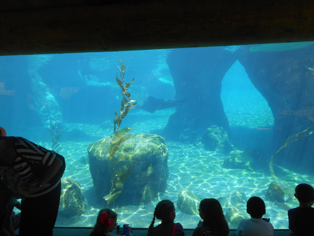 sea_lion_grand_finale_view