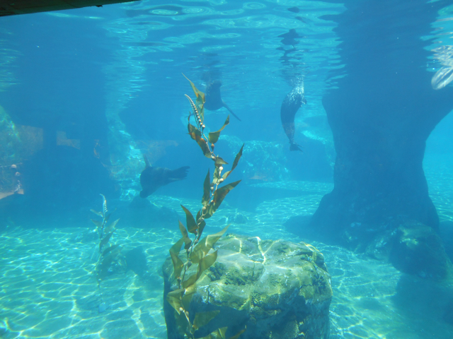 sea_lion_grand_finale_window