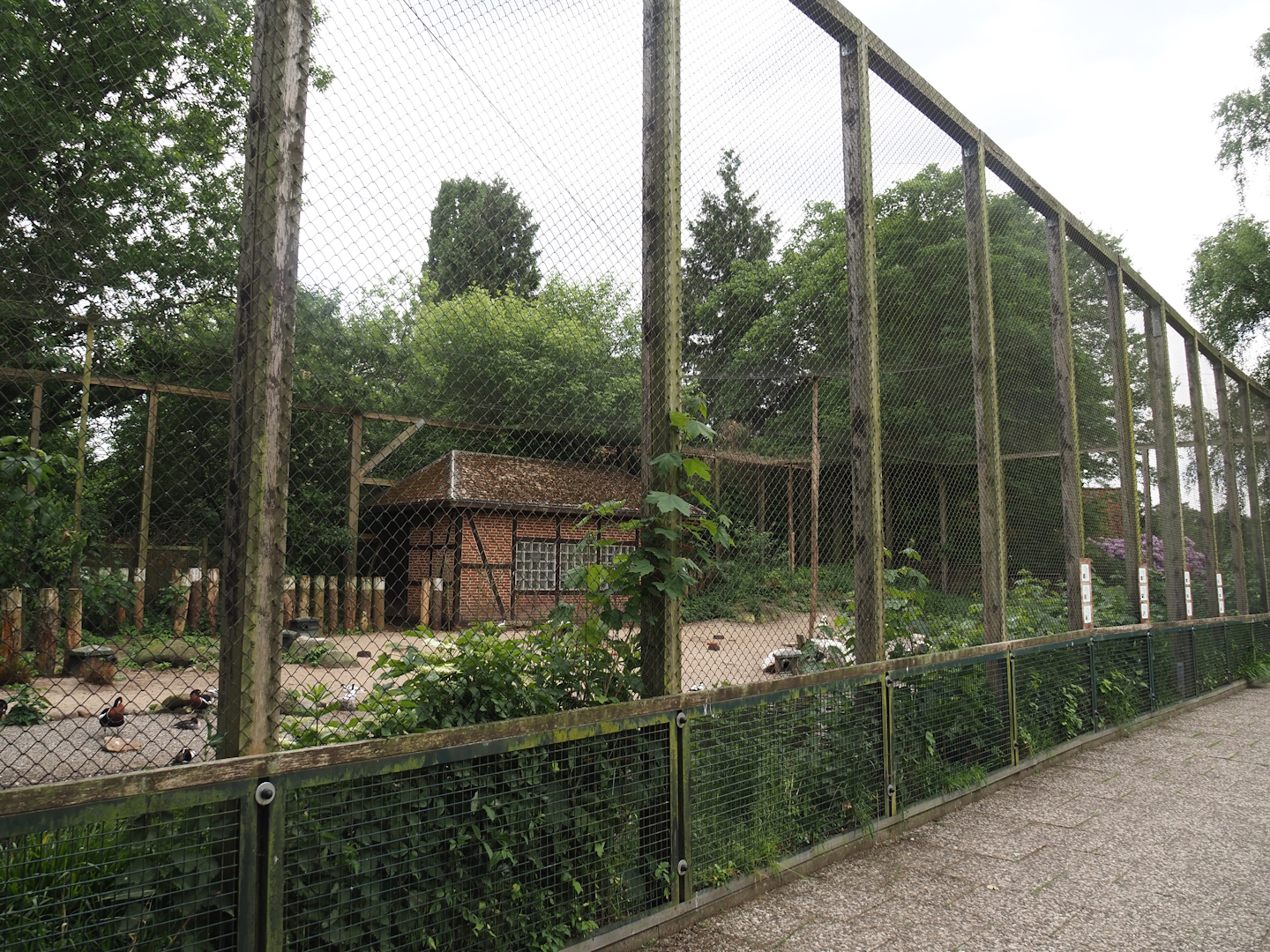 Seabird and Seaduck aviary, 2024-05-21