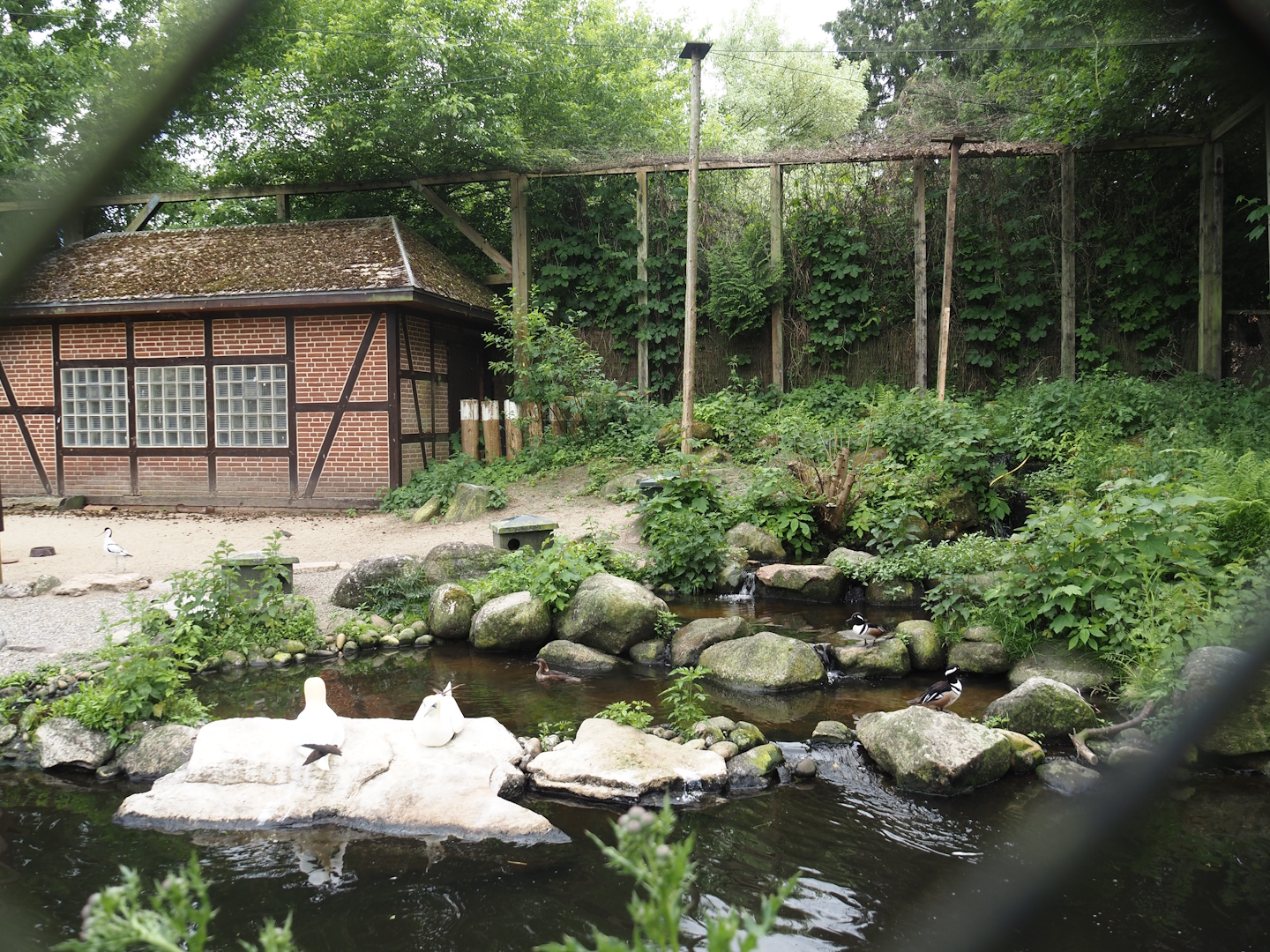Seabird and Seaduck aviary, 2024-05-21