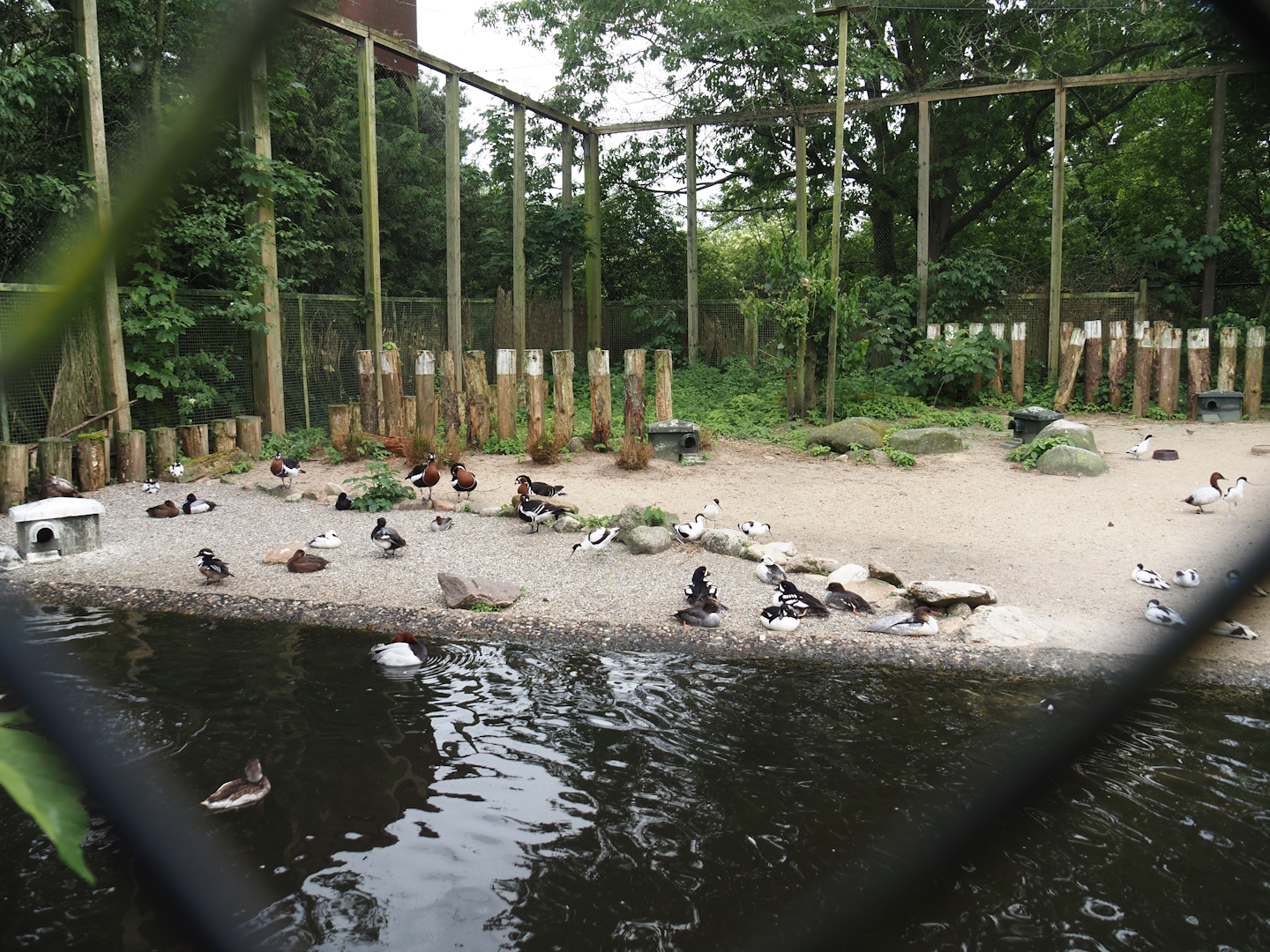 Seabird and Seaduck aviary, 2024-05-21