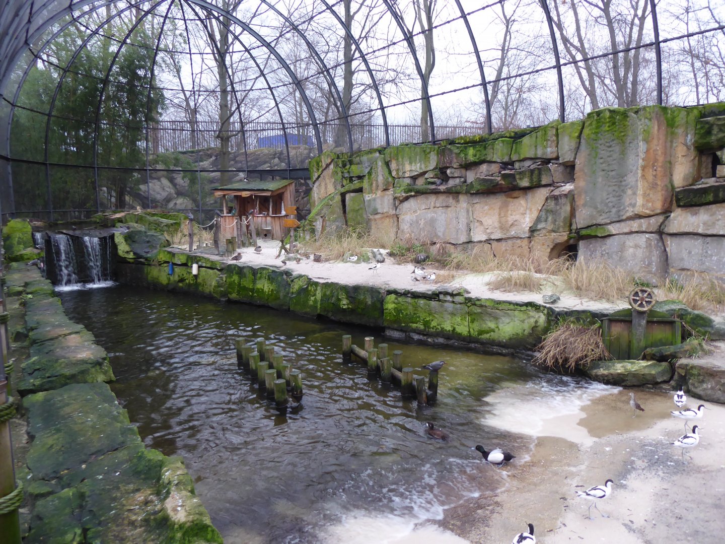 Seabird Aviary 290118