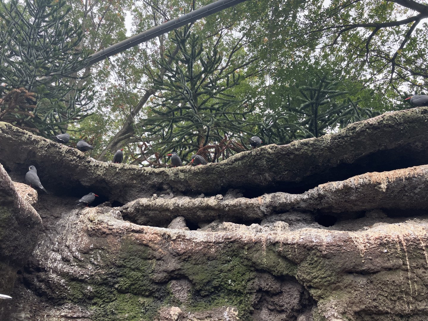 Seabird Aviary - Inca Tern Cliffs.