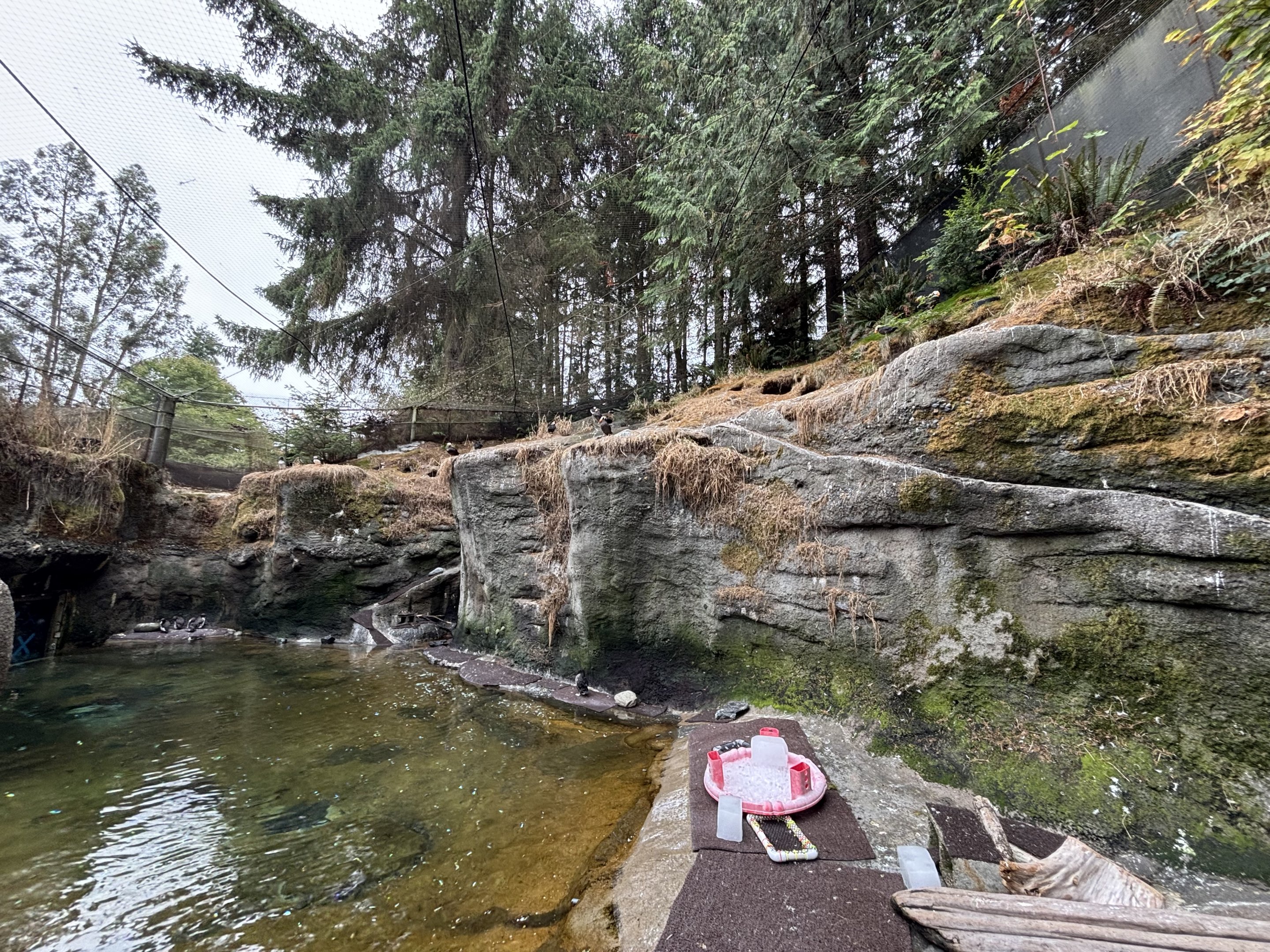 Seabird Aviary - Rocky Shores