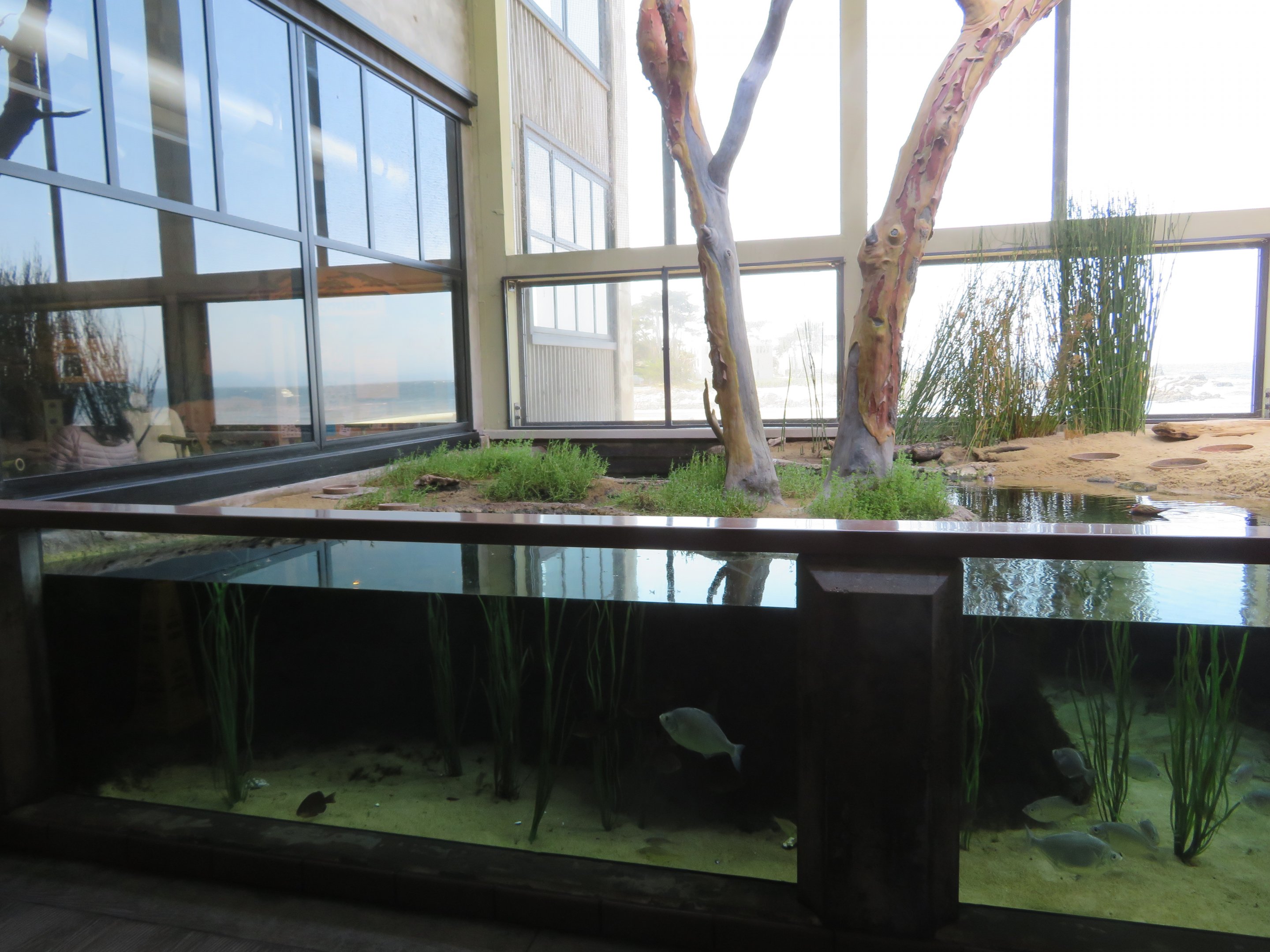 Seabird Aviary Tank