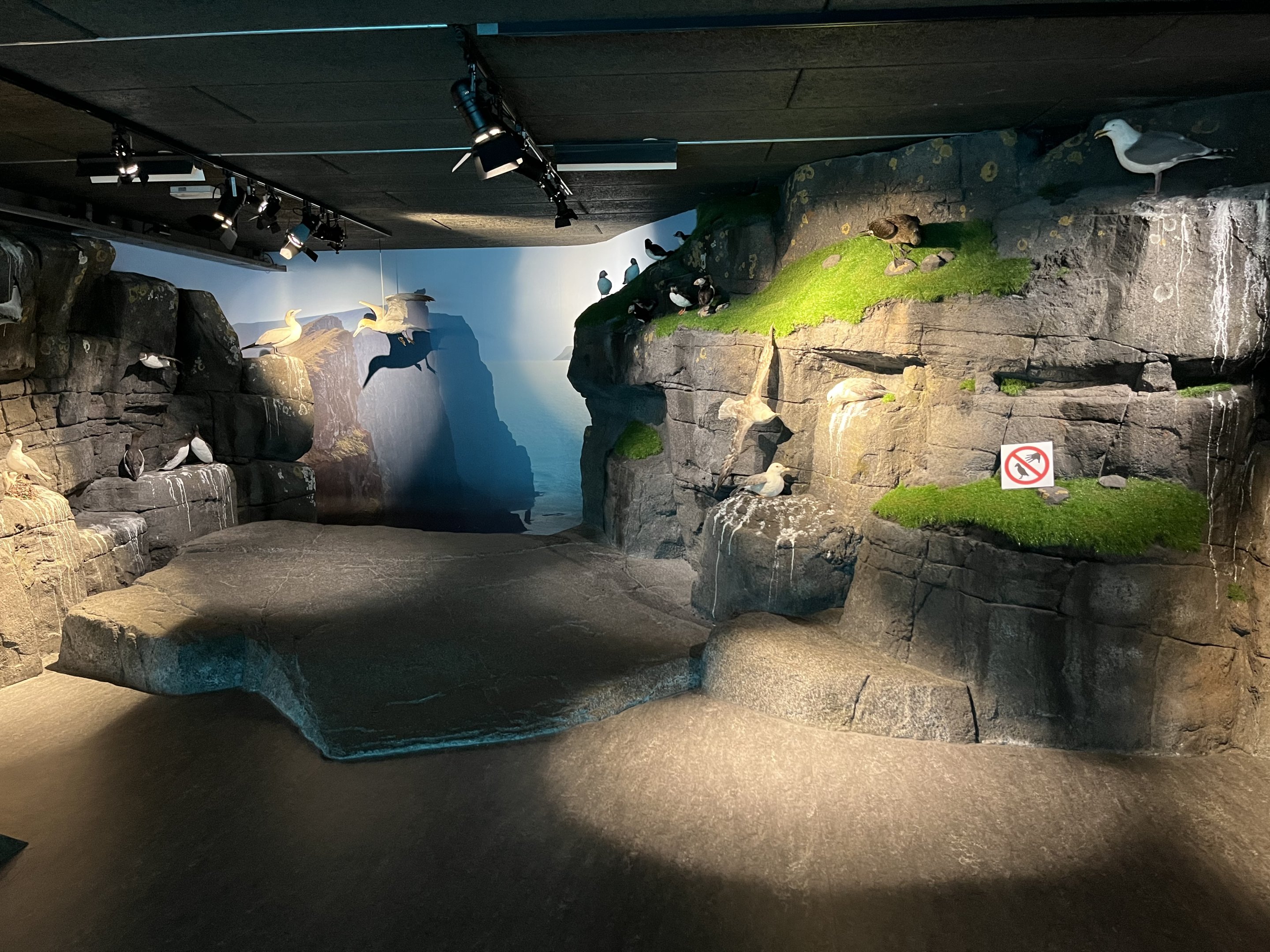 Seabird Display (no live animals)