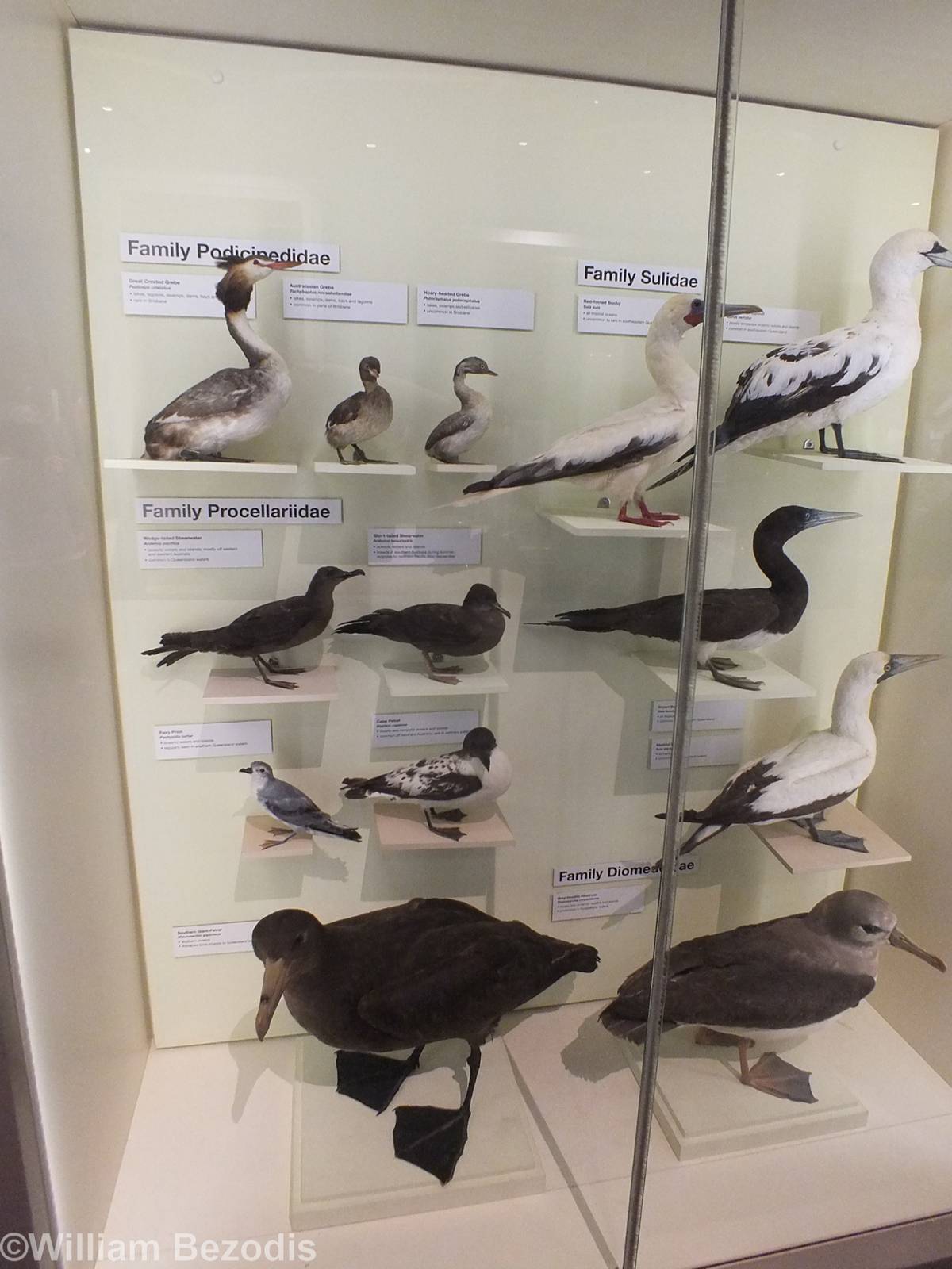 Seabird Display - Queensland Museum