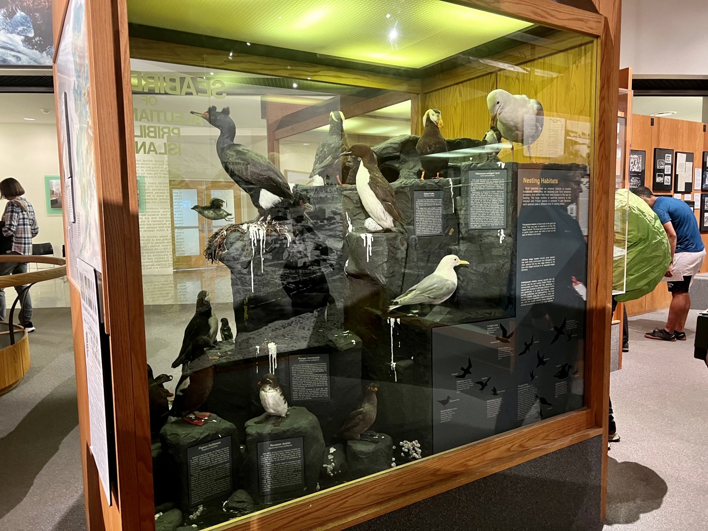 Seabird Display
