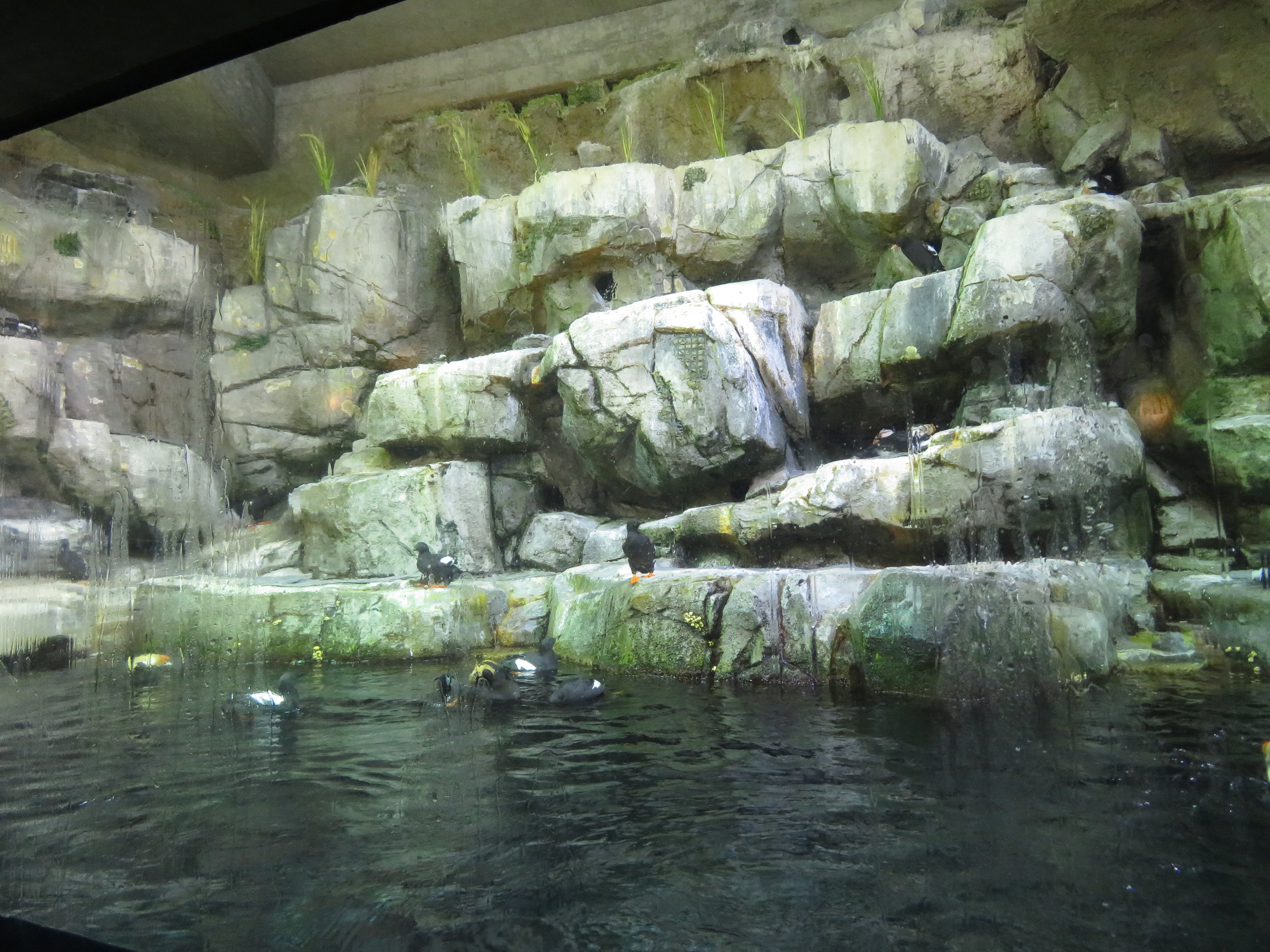 Seabird Enclosure