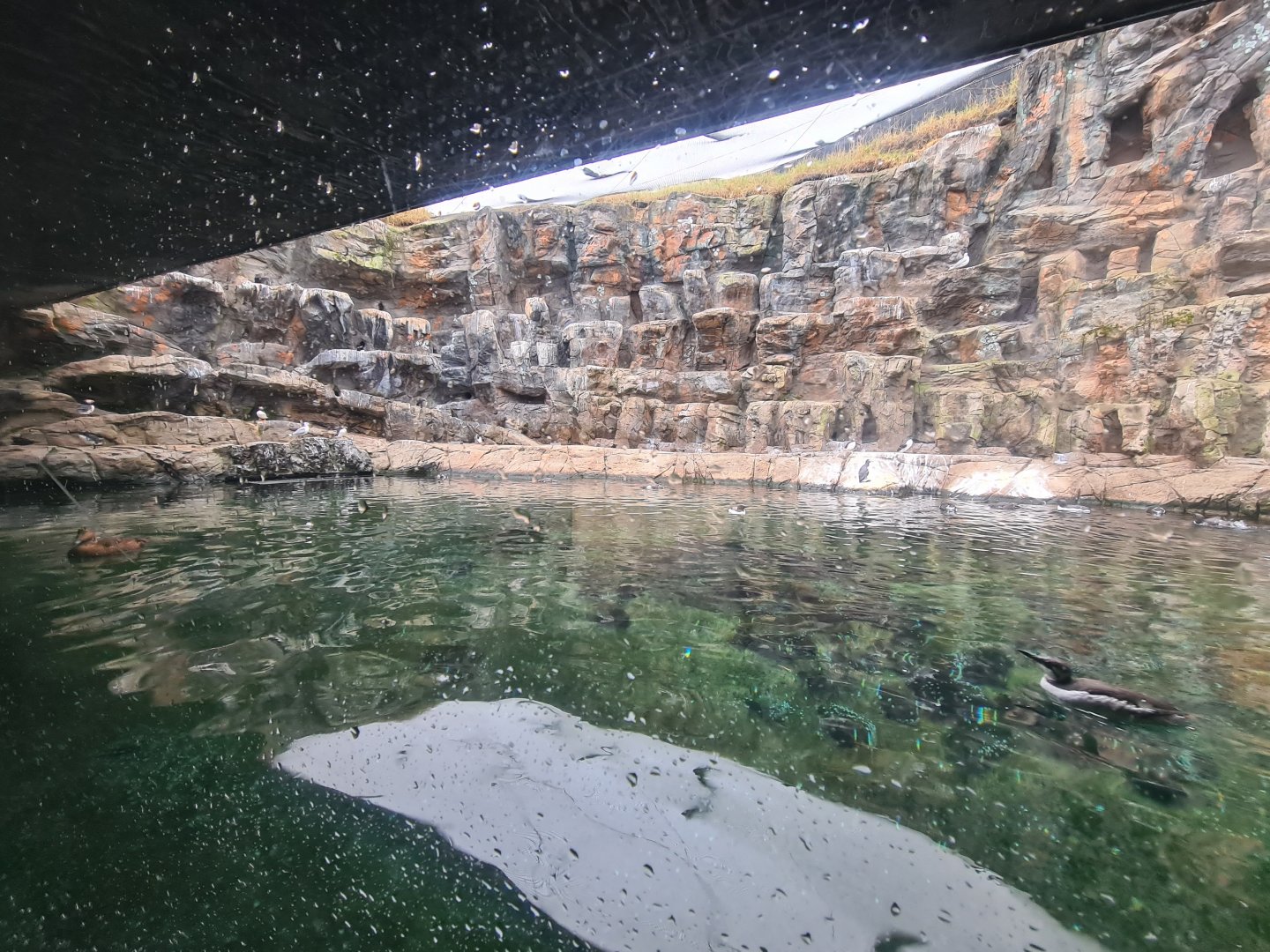 Seabird encosure - "Bass rock"