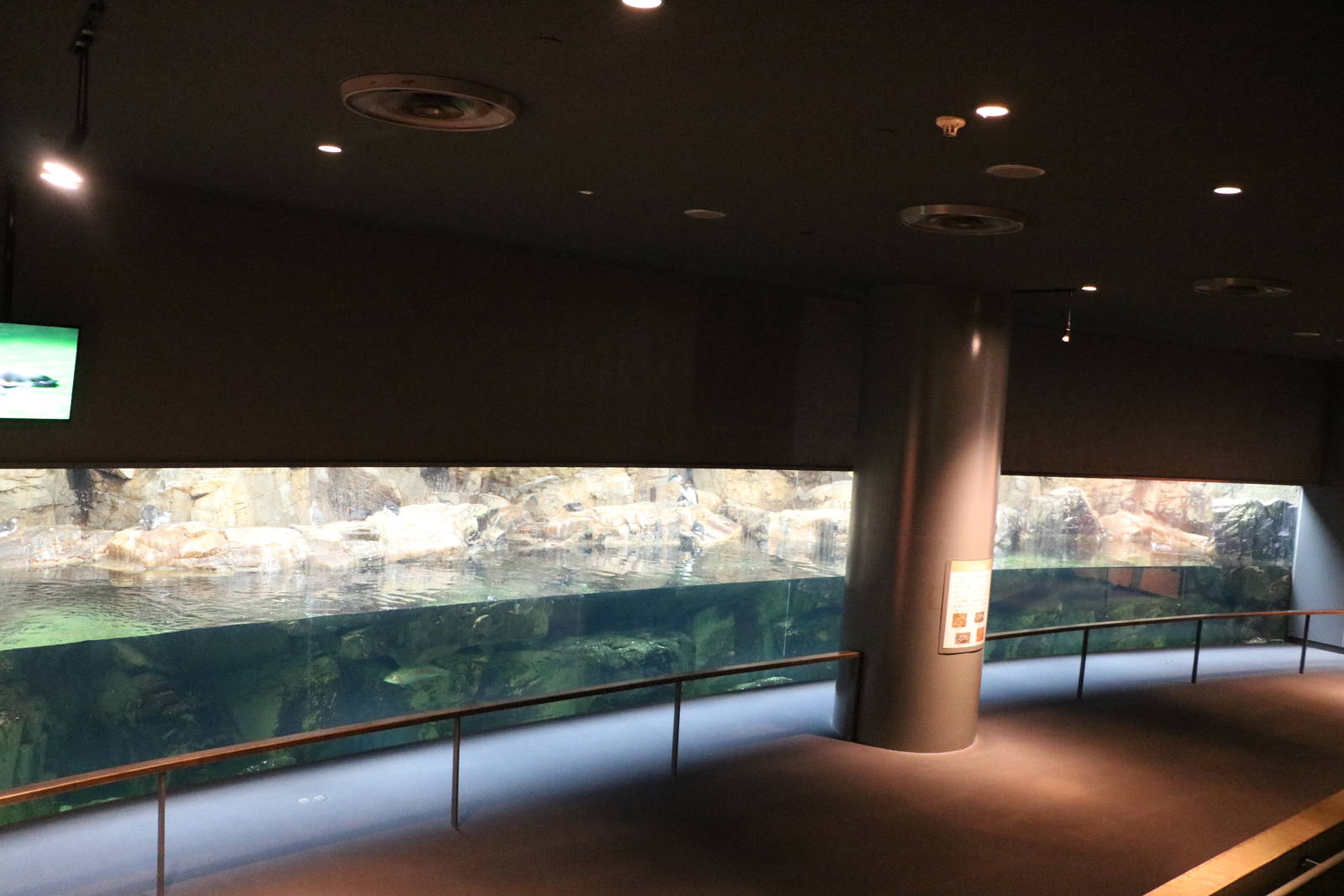 Seabird exhibit - Tokyo Sea Life Park, February 2016