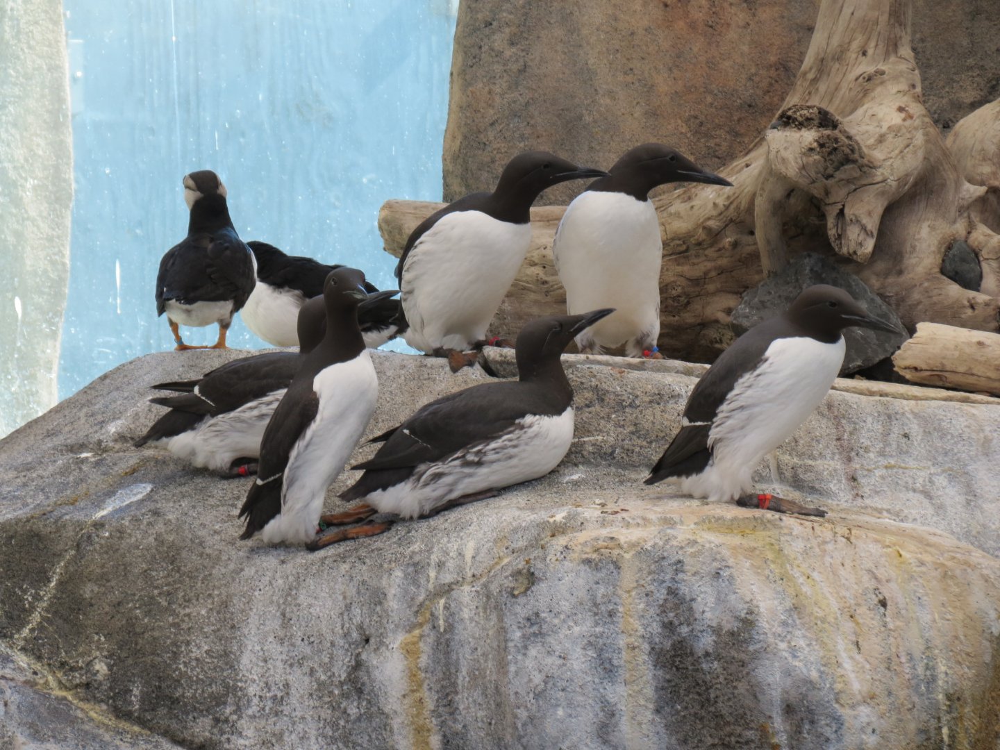 Seabird Habitat - Common Murre