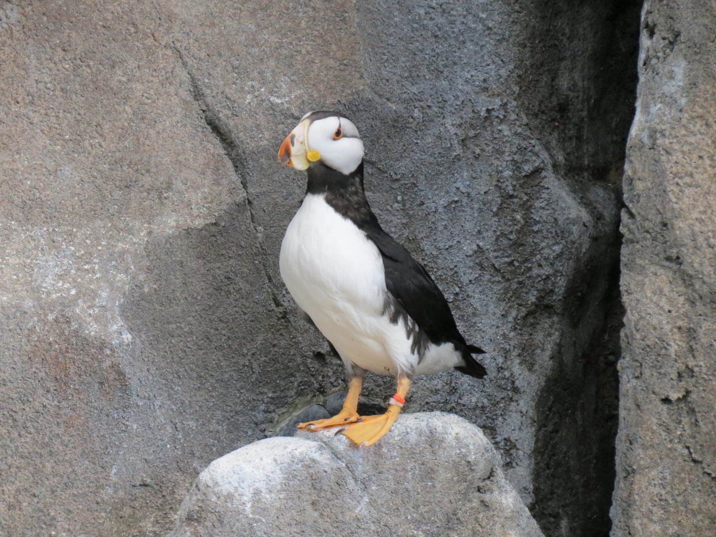 Seabird Habitat - Horned Puffin