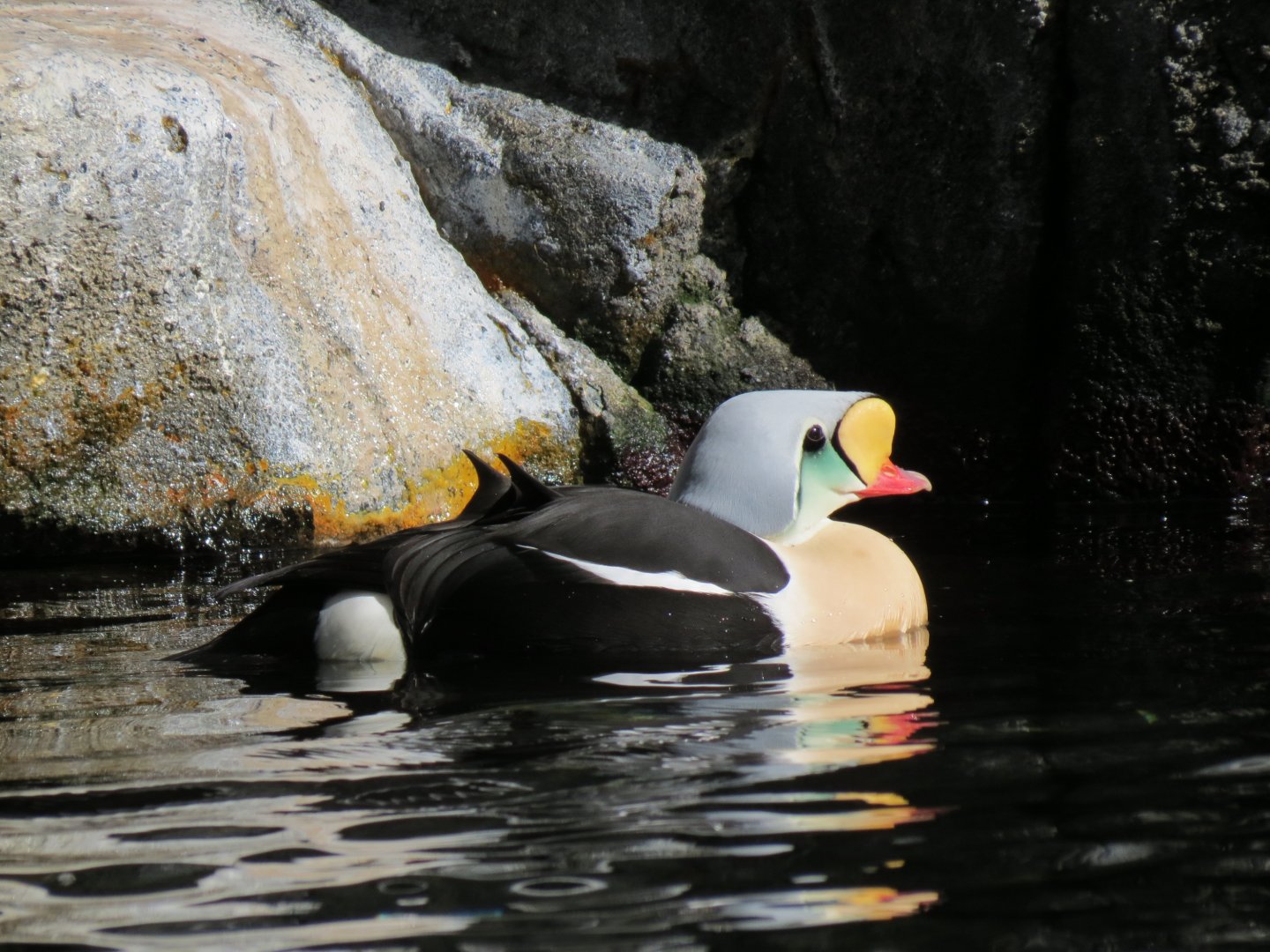 Seabird Habitat - King Eider