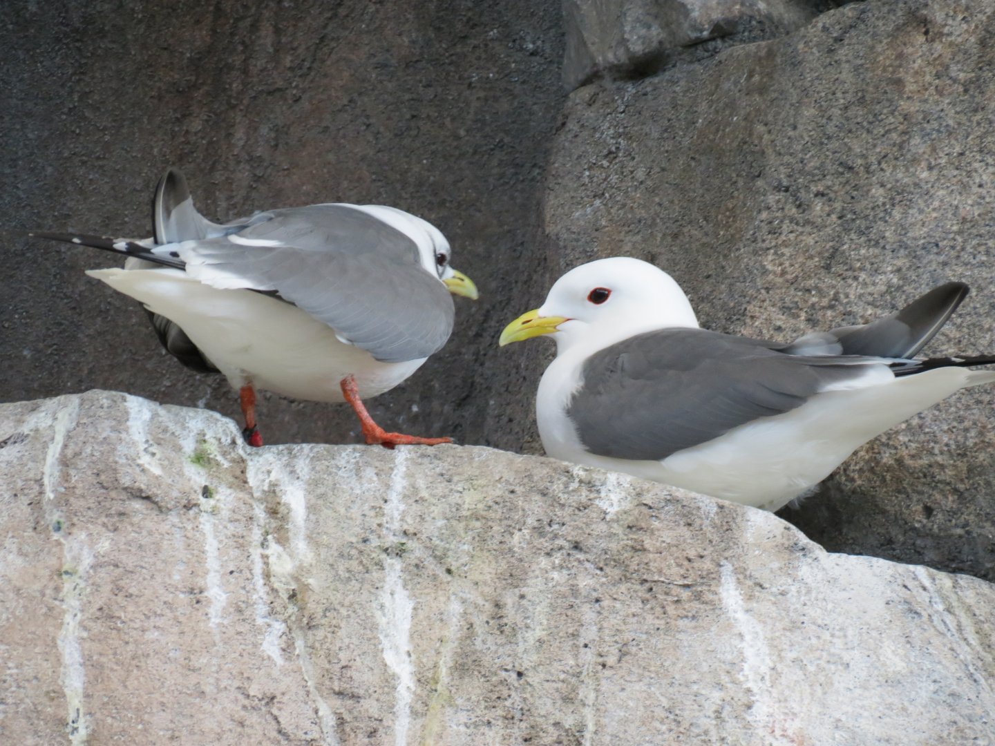 Seabird Habitat - Red-legged Kittiwake