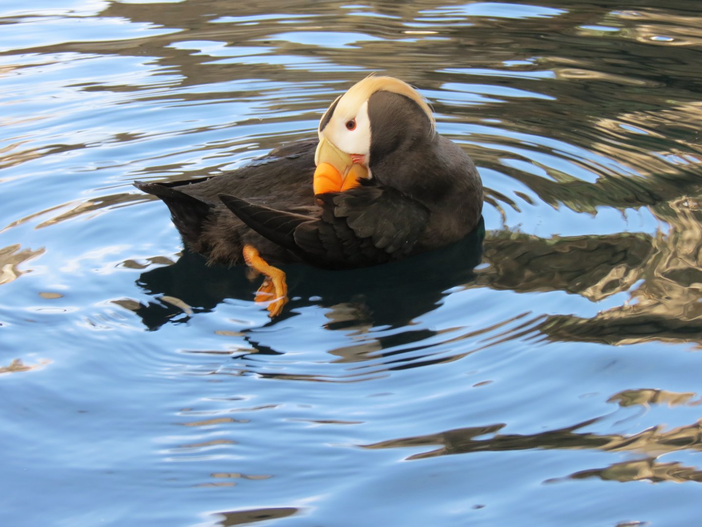 Seabird Habitat - Tufted Puffin