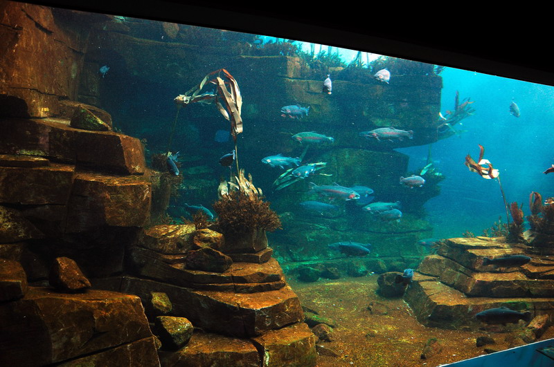 Seabird pool at Hamburg