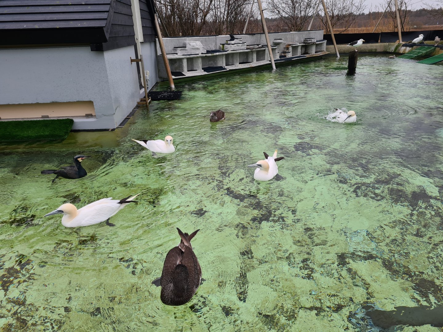 Seabird recovery aviary interior