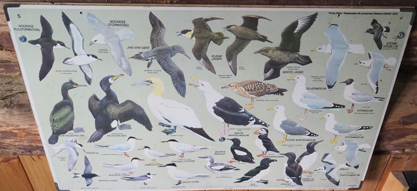 Seabird species poster, 2022-05-17