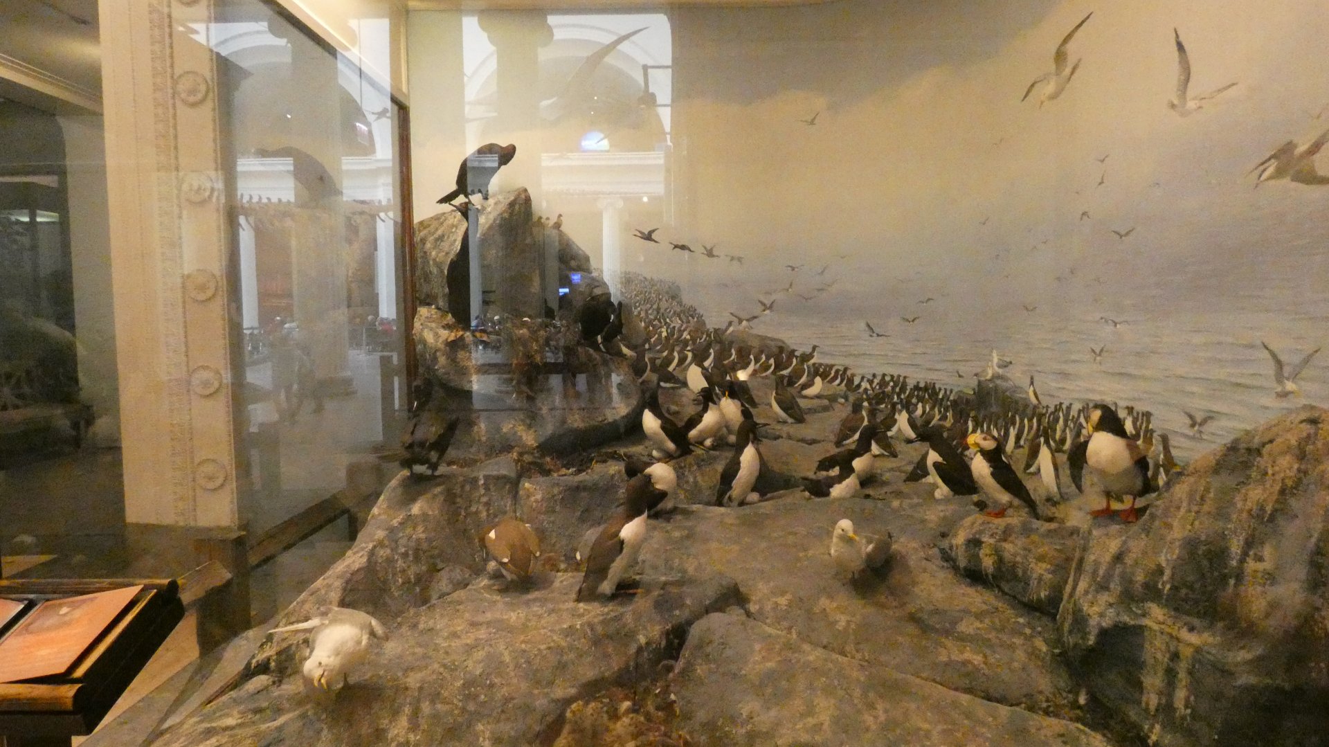 Seabirds, American Wilderness Display - Feb. 2022