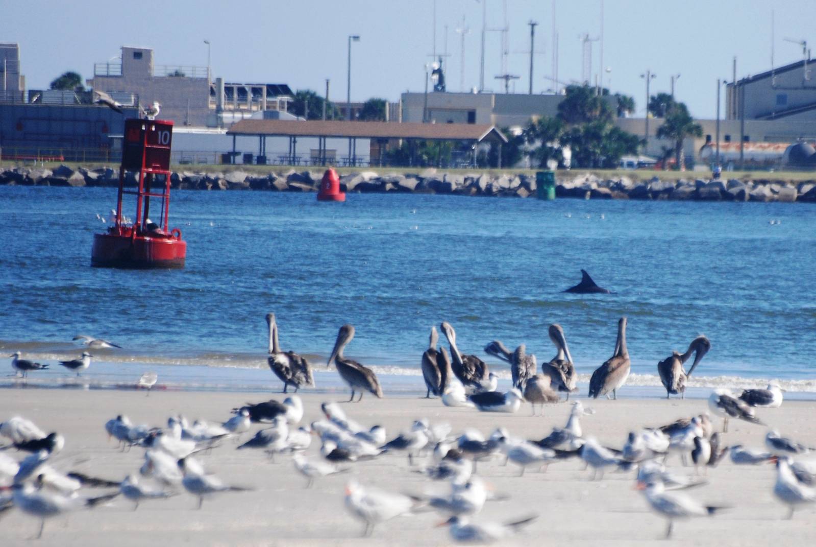 Seabirds and Friend, Huguenot Memorial Park, October 2013