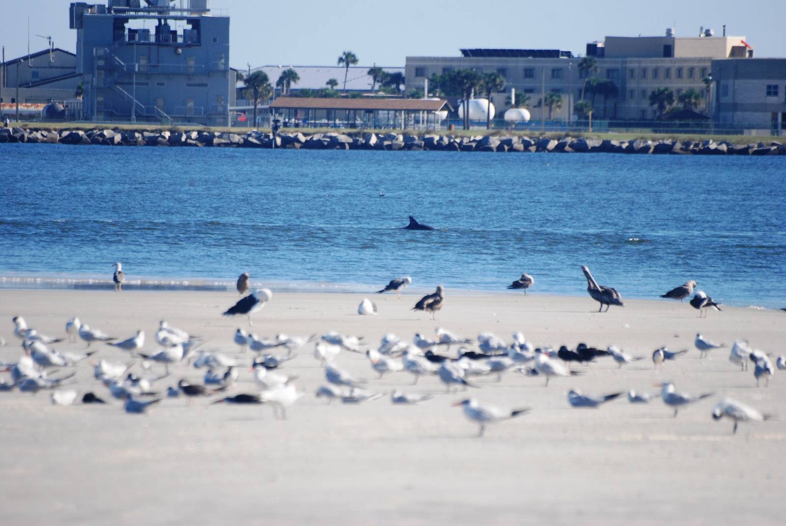 Seabirds and Friend, Huguenot Memorial Park, October 2013