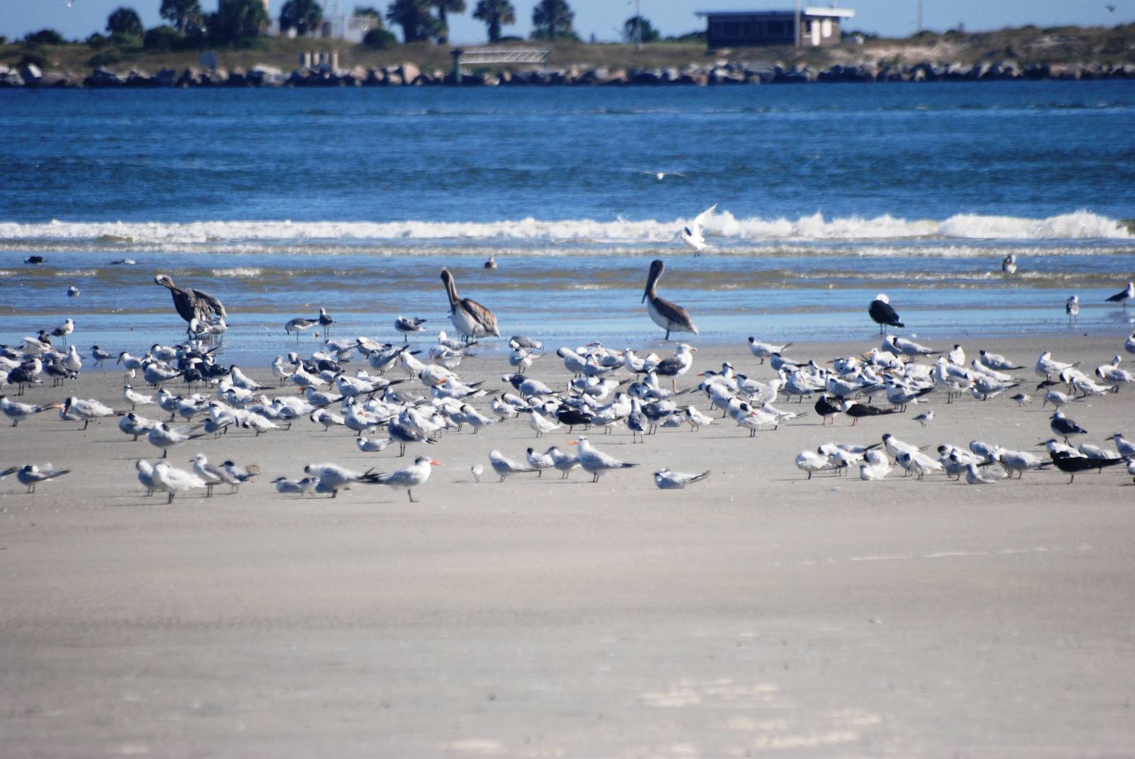 Seabirds, Huguenot Memorial Park, October 2013